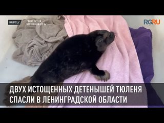 Двух истощенных детенышей тюленя спасли в Ленинградской области