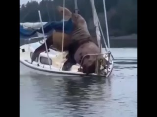 Животные тоже любят отдыхать. Морские львы арендовали яхту и решили отправиться в кругосветку