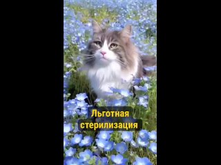 Видео от КРООЗЖ «Мой пёс» г. Красноярск