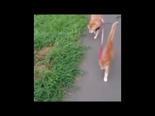 Ничего особенного, просто кот выгуливает собаку