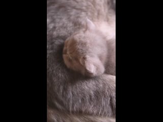 Видео от Британская шиншилла, котята GOLDEN LUCK.