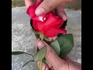 укоренение розы