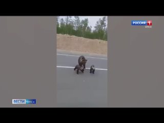 Омичи засняли мишек на трассе