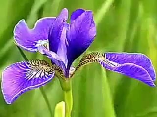 Karunesh - Irises (Карунеш - Ирисы)