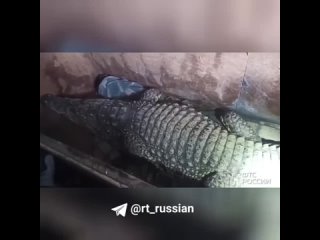 Крокодила по кличке Бакс пытались незаконно вывезти из России в Казахстан. Таможенники не дали это сделать