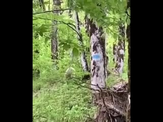 Туристы в сочинских горах встретили медведя