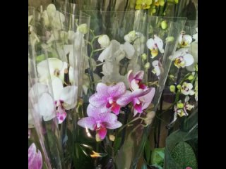 Орхидеи в наличии на 2 мая