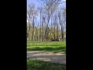 В Детском парке (бывший парк Ульяновых) массово уничтожают гнезда птиц, жалуются читатели
