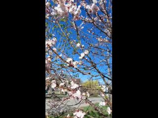 Её величество Весна в Тамбове