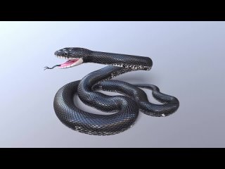 Animated Game Ready Black Rat Snake 3D Model