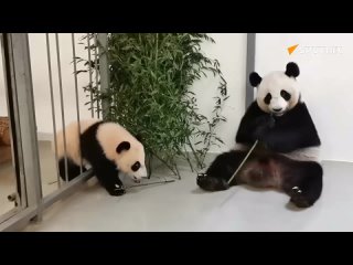Звезда московског зоолошког врта, мала панда Каћуша, покушала је мајци да отме сочну грану, али је уместо тога добила жестоку ре