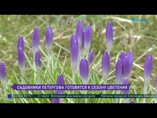 Садовники Петергофа готовятся к сезону цветения