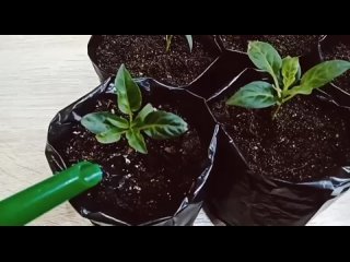 Video by Советы для дома, дачи и огорода