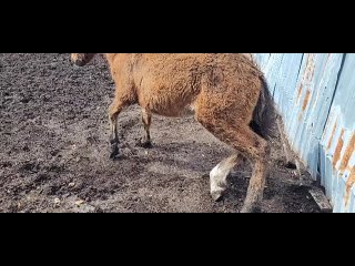 Видео от Спасение лошадей с бойни «Амулет», служба помощи