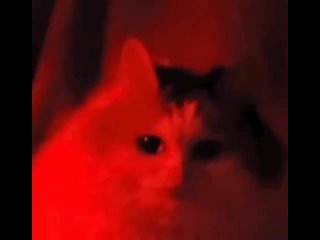Красный кот смотрит в камеру