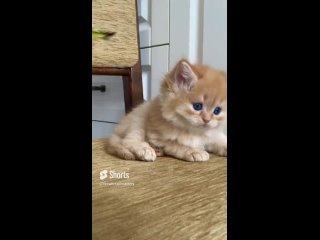 Video by Шотландские котята*Питомник Crown Tail*