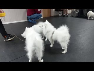 Видео от Японский Шпиц и Пиренейска Горная Собака