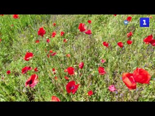 Ярко-алая красота: в Севастополе началось цветение маковых полеи