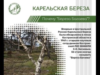 Береза карельская - уникальный подвид березы белой.