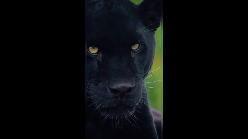 Black panther