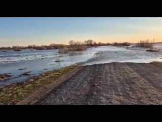 Косуля вышла к людям из-за паводка в Тюменской области