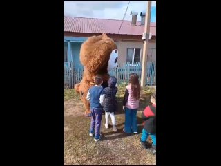 Видео от Ростовые куклы Чебурашка и зайчик-весело и круто