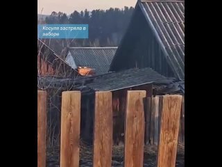 В Томской области молодая косуля застряла в заборе и не смогла выбраться без помощи людей