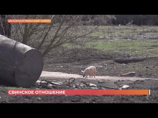 В хуторе Чернышёве Белокалитвинского района голодные свиньи пугают людей и портят огороды