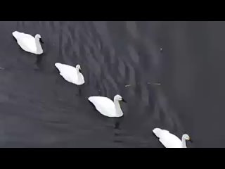 Недавно более сотни белых лебедей играли и гонялись на водохранилище Цзиньшахэ в уезде Баоцин города Шуанъяшань.
