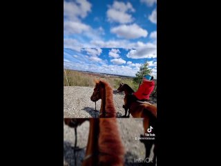 Видео от Конюшня Жизнь домашних животных  Сланцы БП