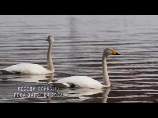 В Нижнекамском районе фотограф Юрий Белоусов запечатлил лебедей-кликунов, которые прилетели на реку Зай 🦢