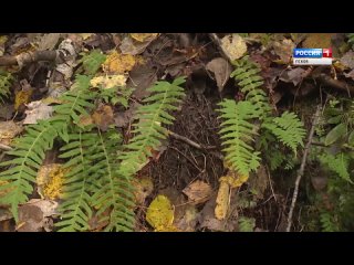 Заповедными тропами. Себежский парк. Эфир