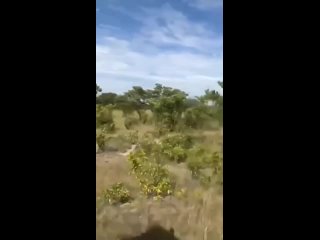 Разъярённый слон убил американского туриста в ЗамбииПятитонный самец посчитал, что джип для сафари представляет опасность, и р