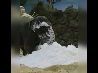 Слоник впервые видит снег