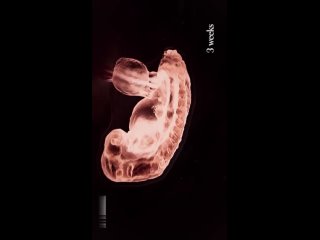 Эмбриончик= человечик