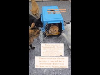 Видео от НАШИ. Приют для кошек Натальи Шиховой