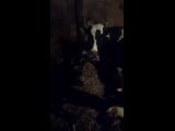 Видео от Экопарк "Семейное подворье " | эко ферма