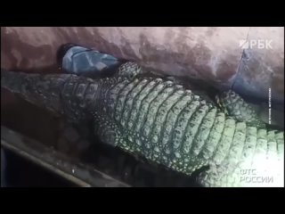 Крокодил не смог уехать в Казахстан