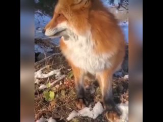 Милая рыжая лисица