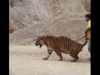 Не надо указывать тигру