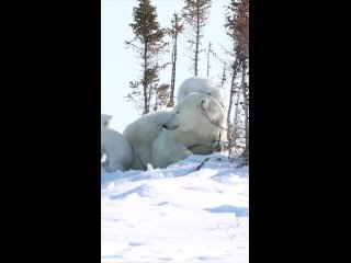 Путешествия Крузенштерна: Удивительный Мир