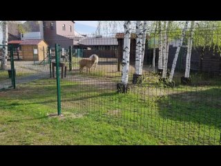 Ярославский зоопарк / Yaroslavl zoo tan video