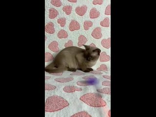Video by Питомник элитных пород кошек Fluffy Country