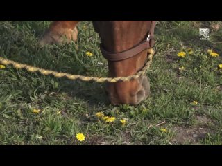 Конкуристы из КЧР вошли в 5-ку лучших на турнире в Железноводске