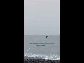 Дельфины в Сочи уже завлекают туристов на пляжи  Вот такой красавец!