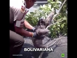 Rescatan a una perezosa con su cra en Caracas