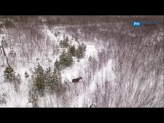 В Рязанской области засняли лося с высоты птичьего полета