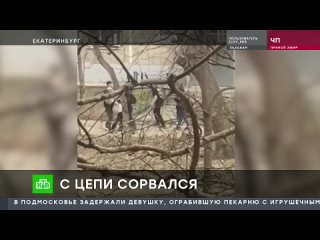 В Екатеринбурге вооруженные ножом мигранты напали на мужчину из-за лая его собаки.