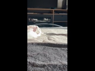 Видео от Питомник ориентальных кошек “Oriental Euphoria»
