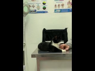Видео от Ветеринарная клиника и зоогостиница «Белый кот»